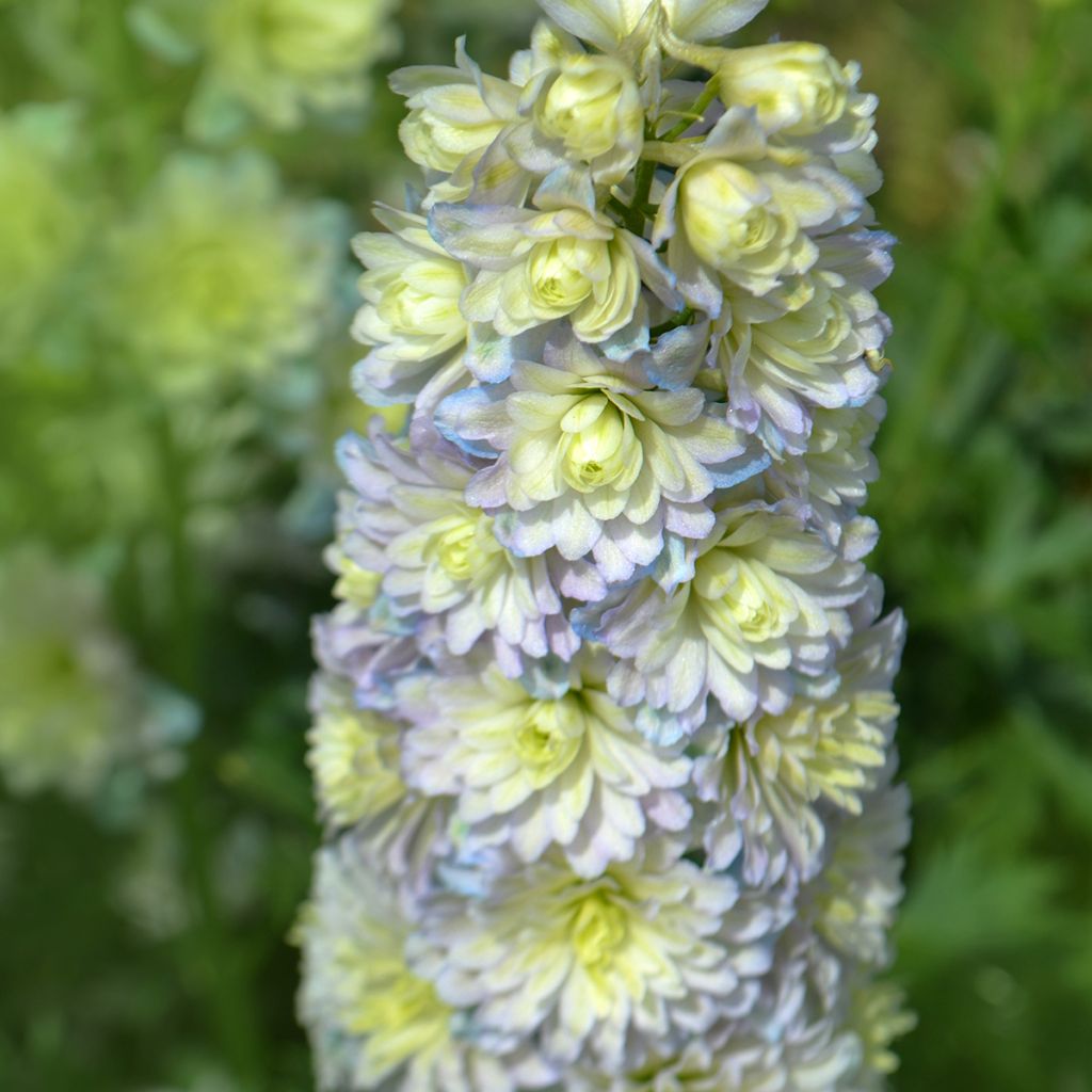 Delphinium Highlander Sweet Sensation