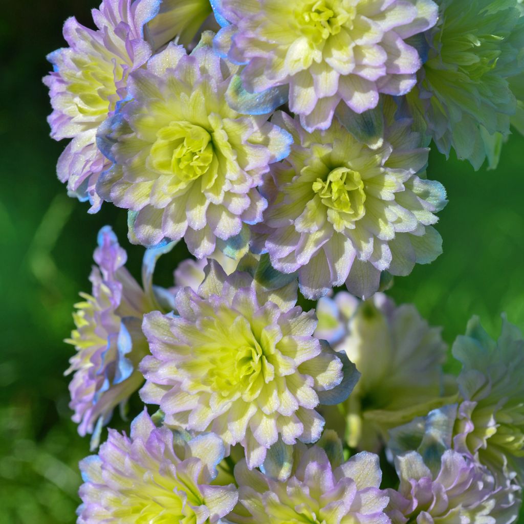 Delphinium Highlander Sweet Sensation