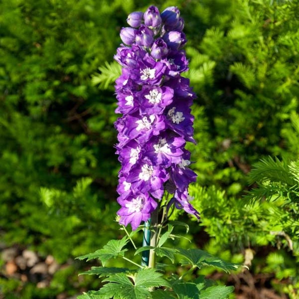 Delphinium Pacific King Arthur