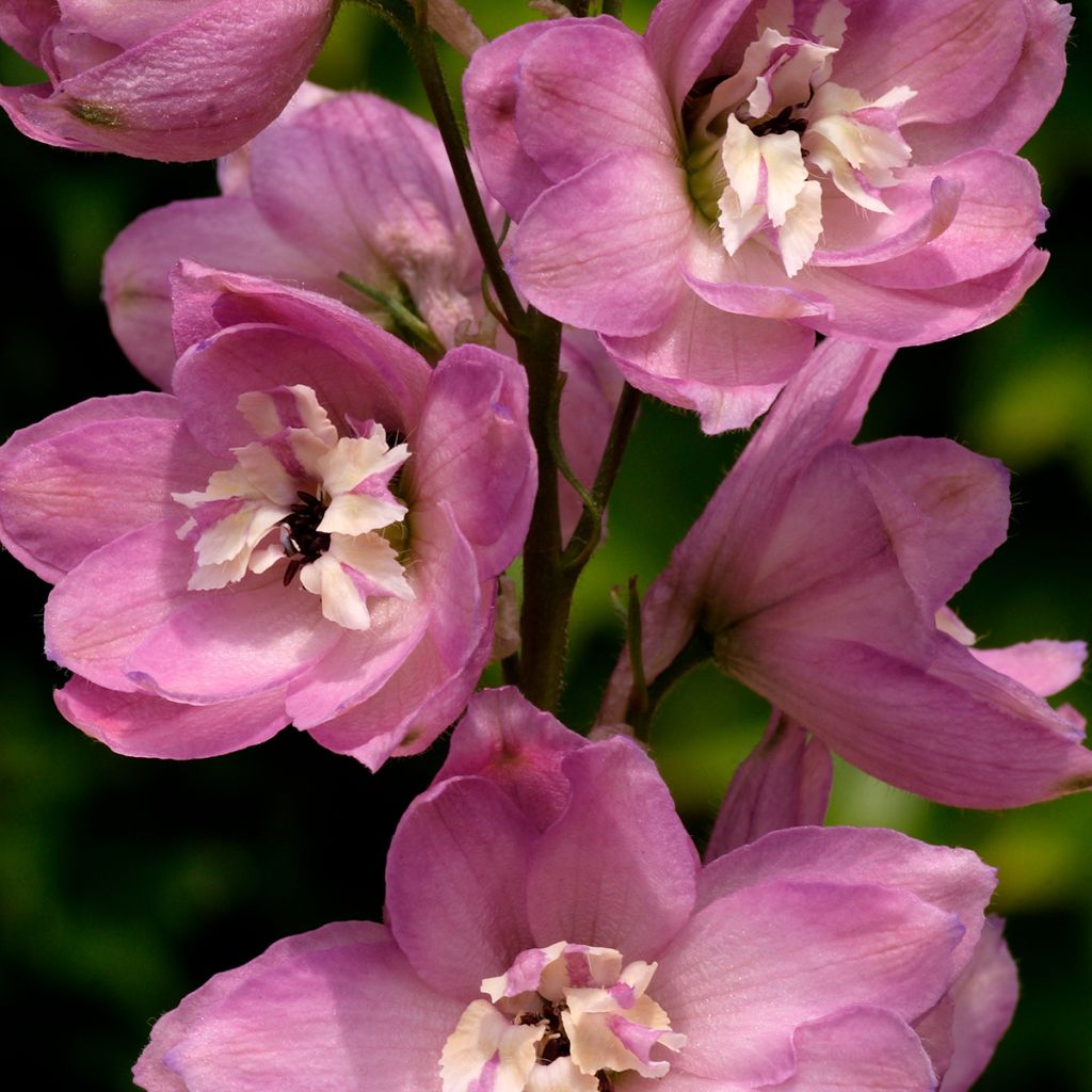 Delphinium Pacific Astolat