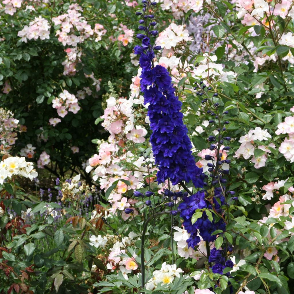 Delphinium Pacific Black Knight
