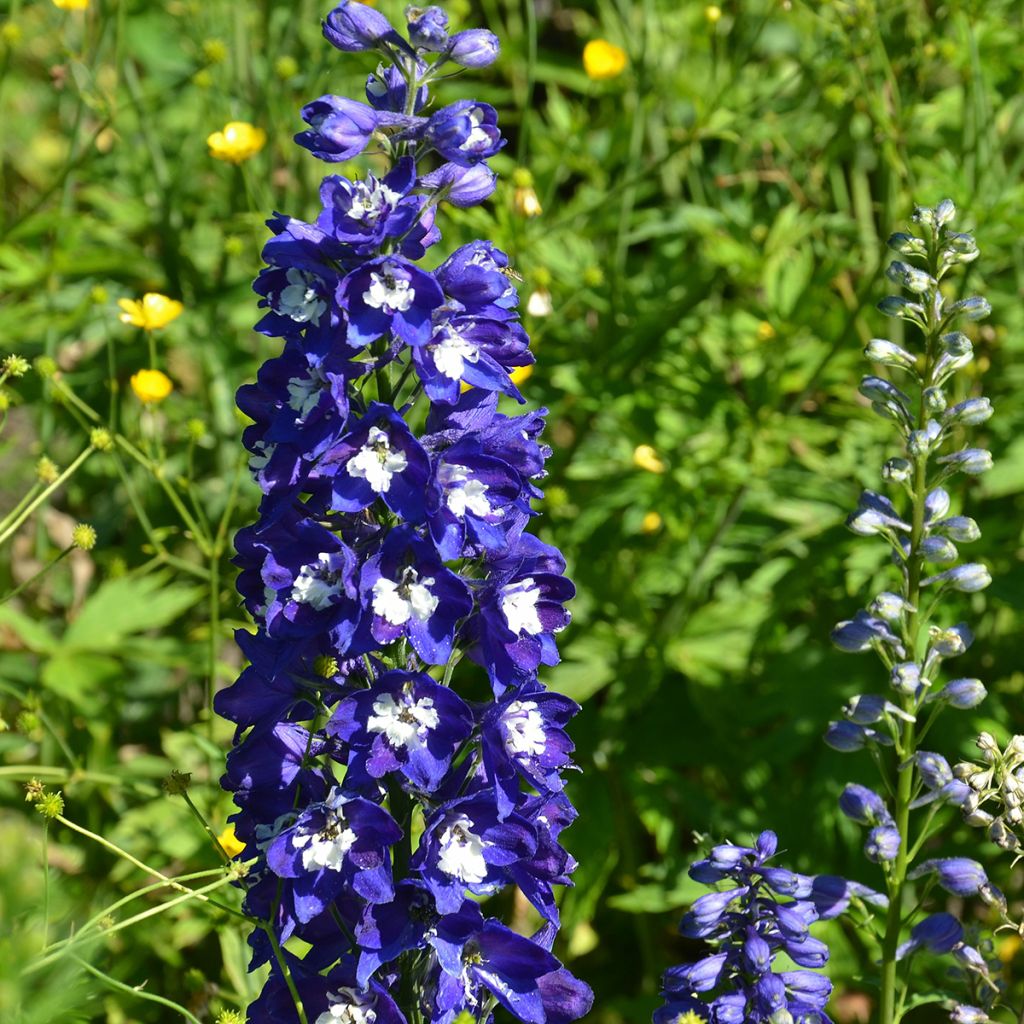 Delphinium Pacific Blue Bird
