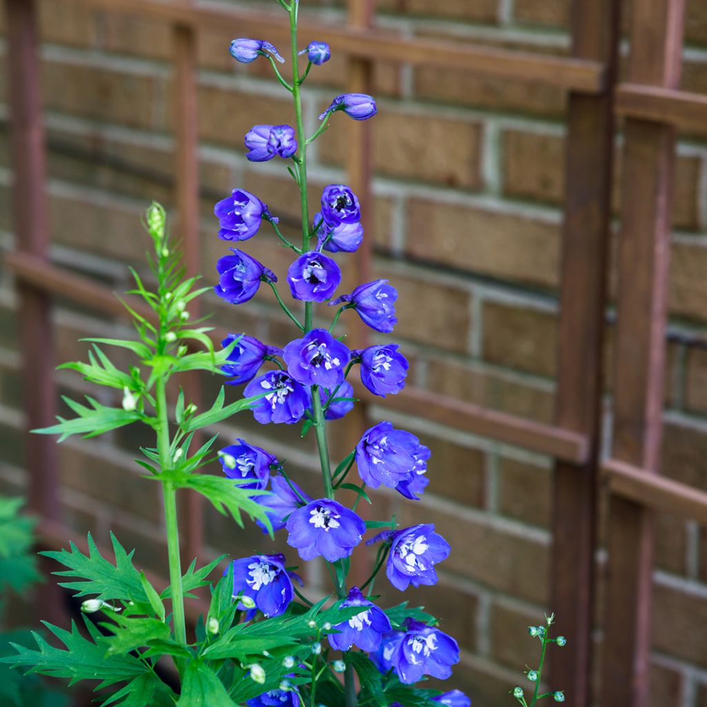 Delphinium Pacific Blue Bird