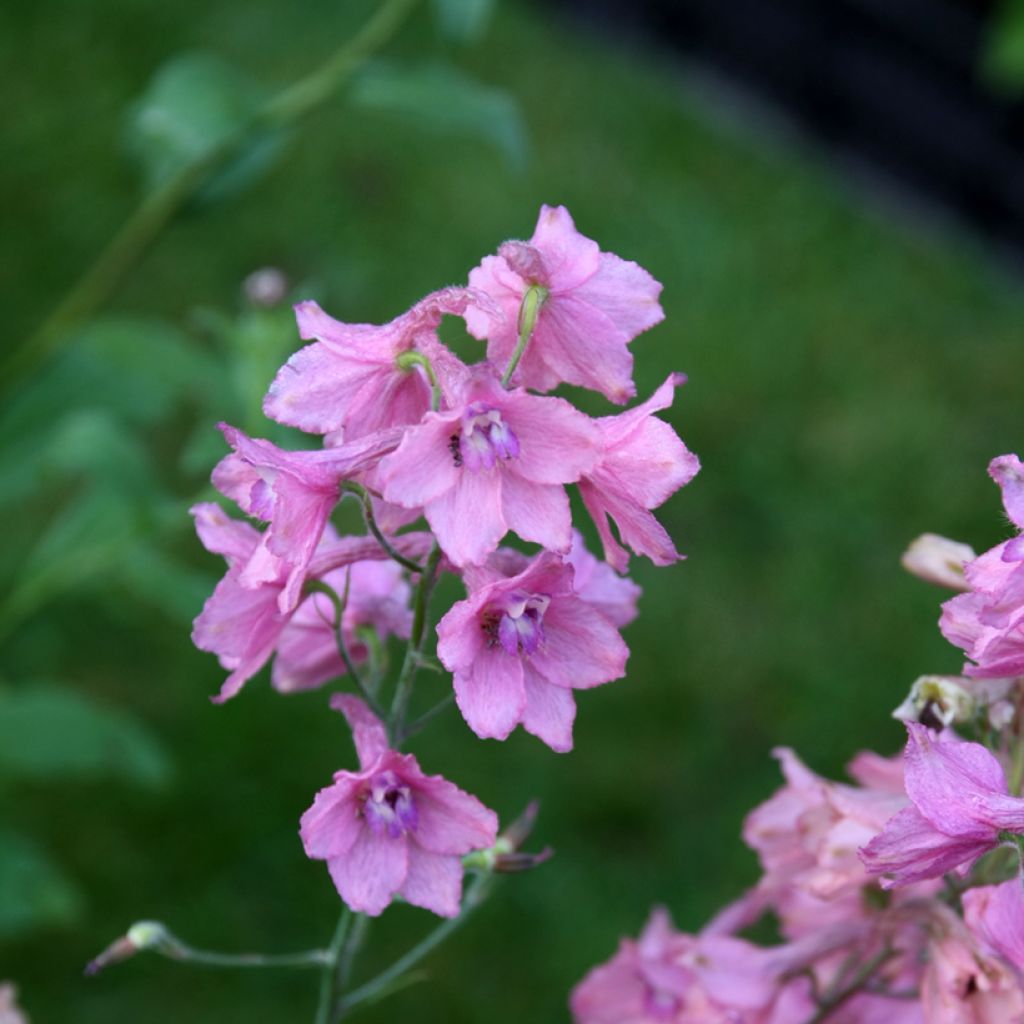 Delphinium ruysii Pink Sensation