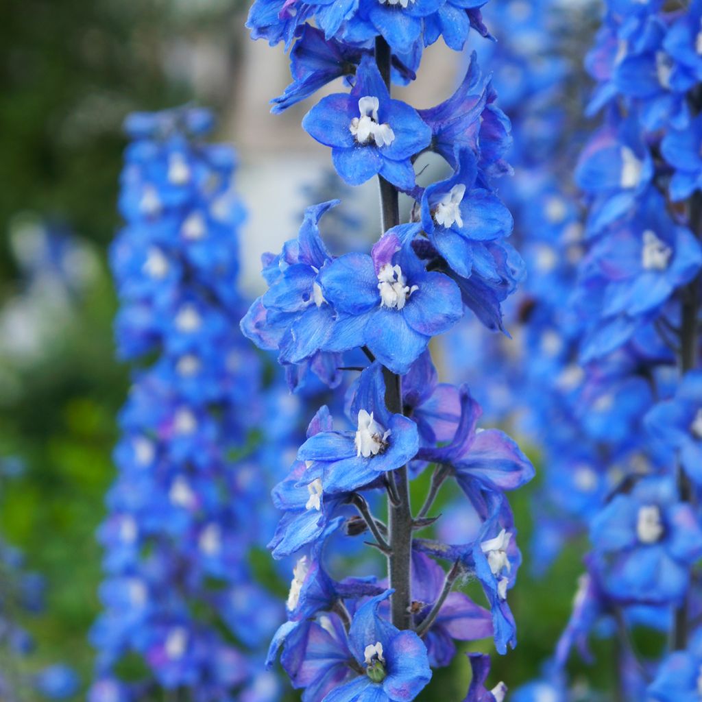 Delphinium Magic Fountain Sky Blue
