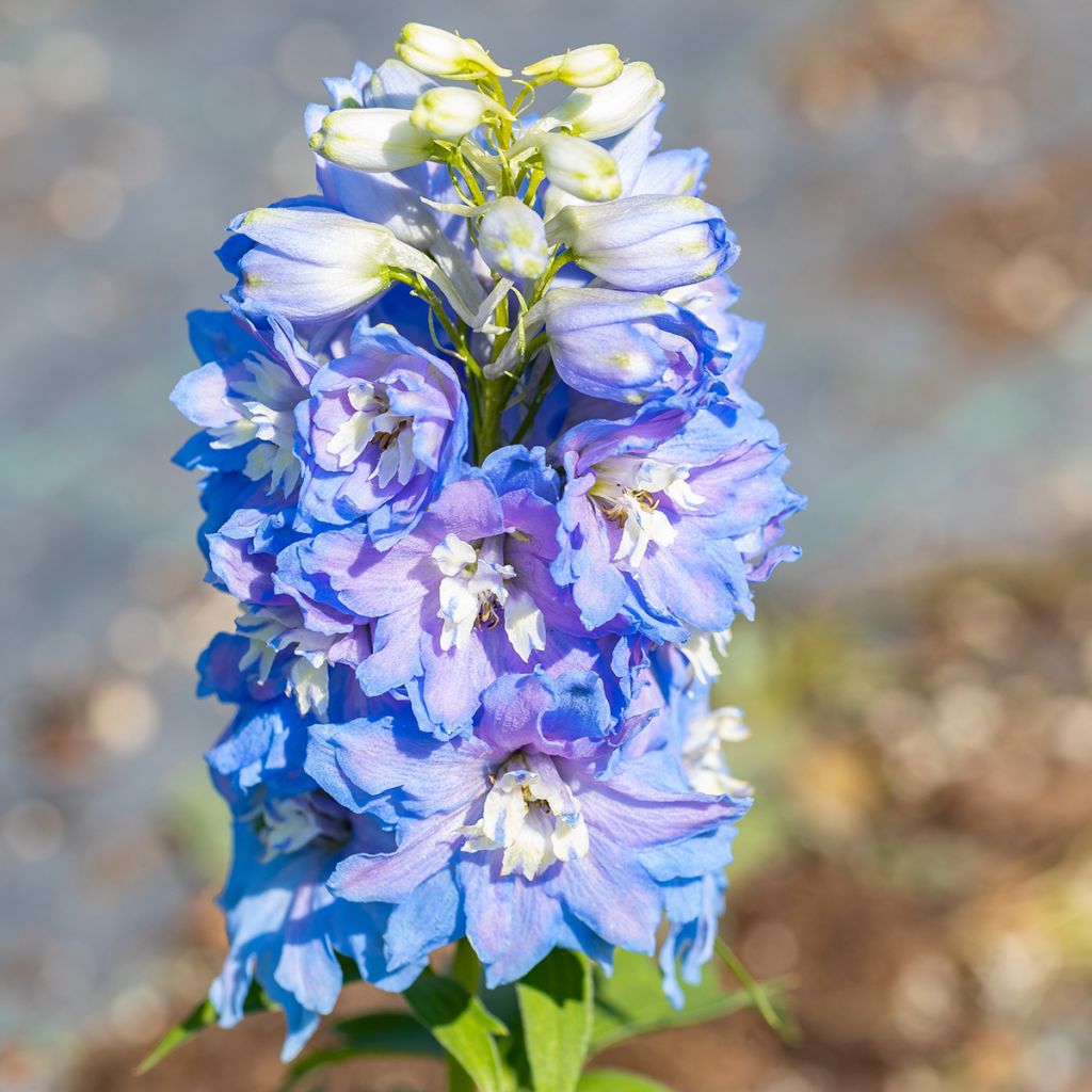 Delphinium Magic Fountain Sky Blue