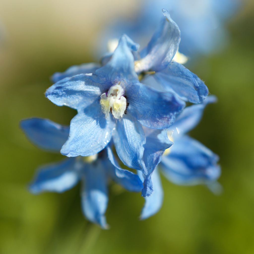 Delphinium belladonna Cliveden Beauty