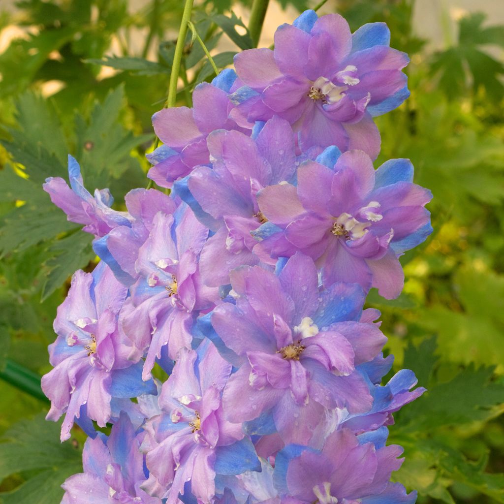 Delphinium elatum Morning Lights