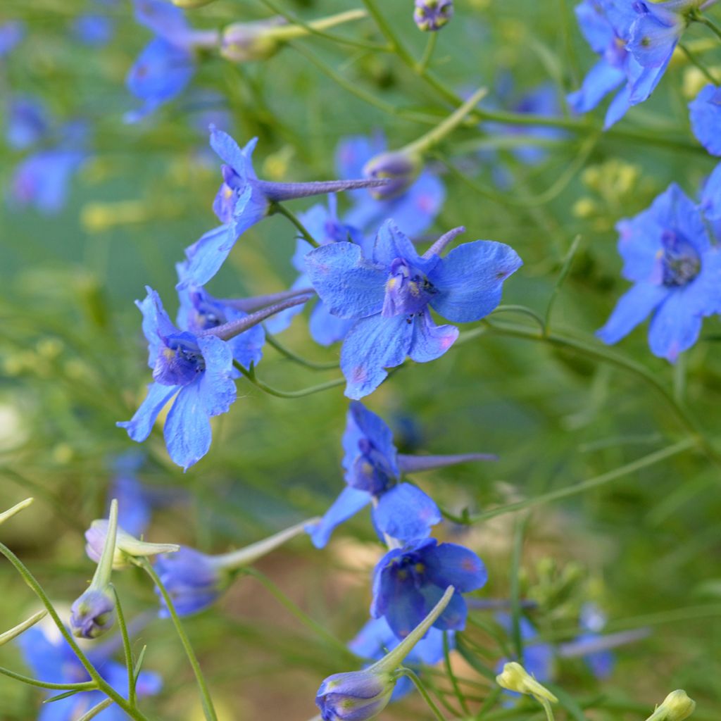 Delphinium grandiflorum Blauer Zwerg
