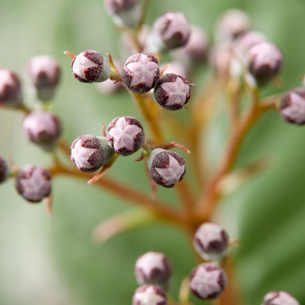 Deutzia gracilis Pink Cloud