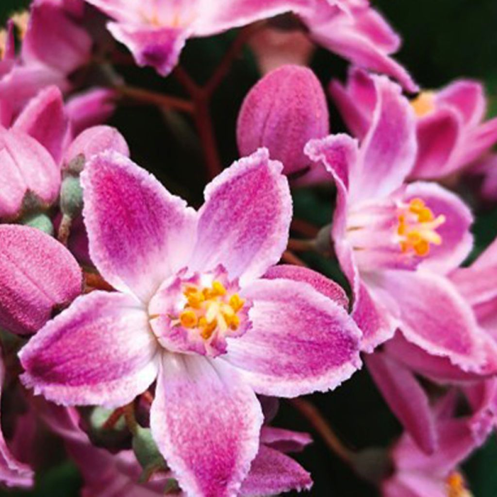 Deutzia gracilis Pink Cloud