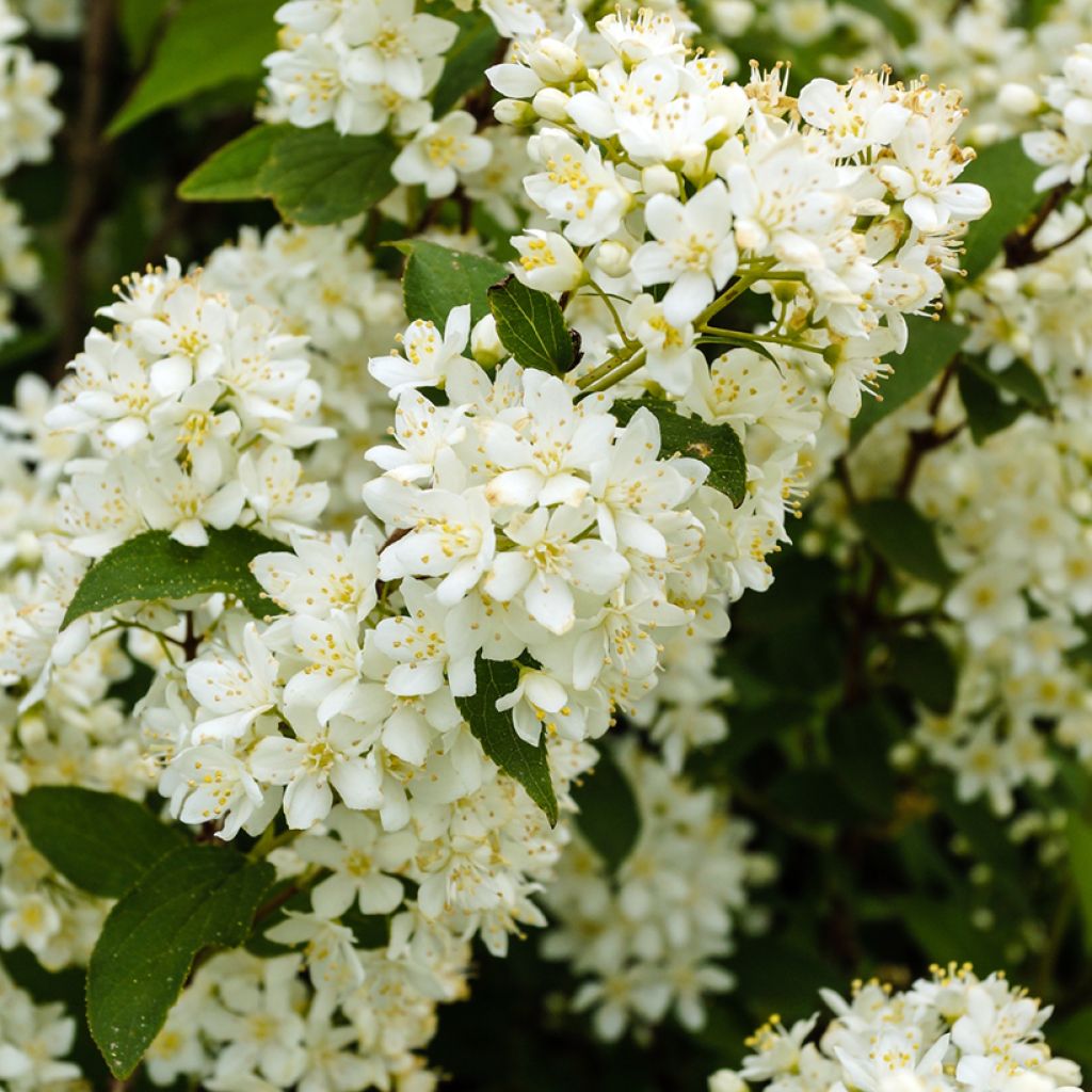 Deutzia gracilis Nikko