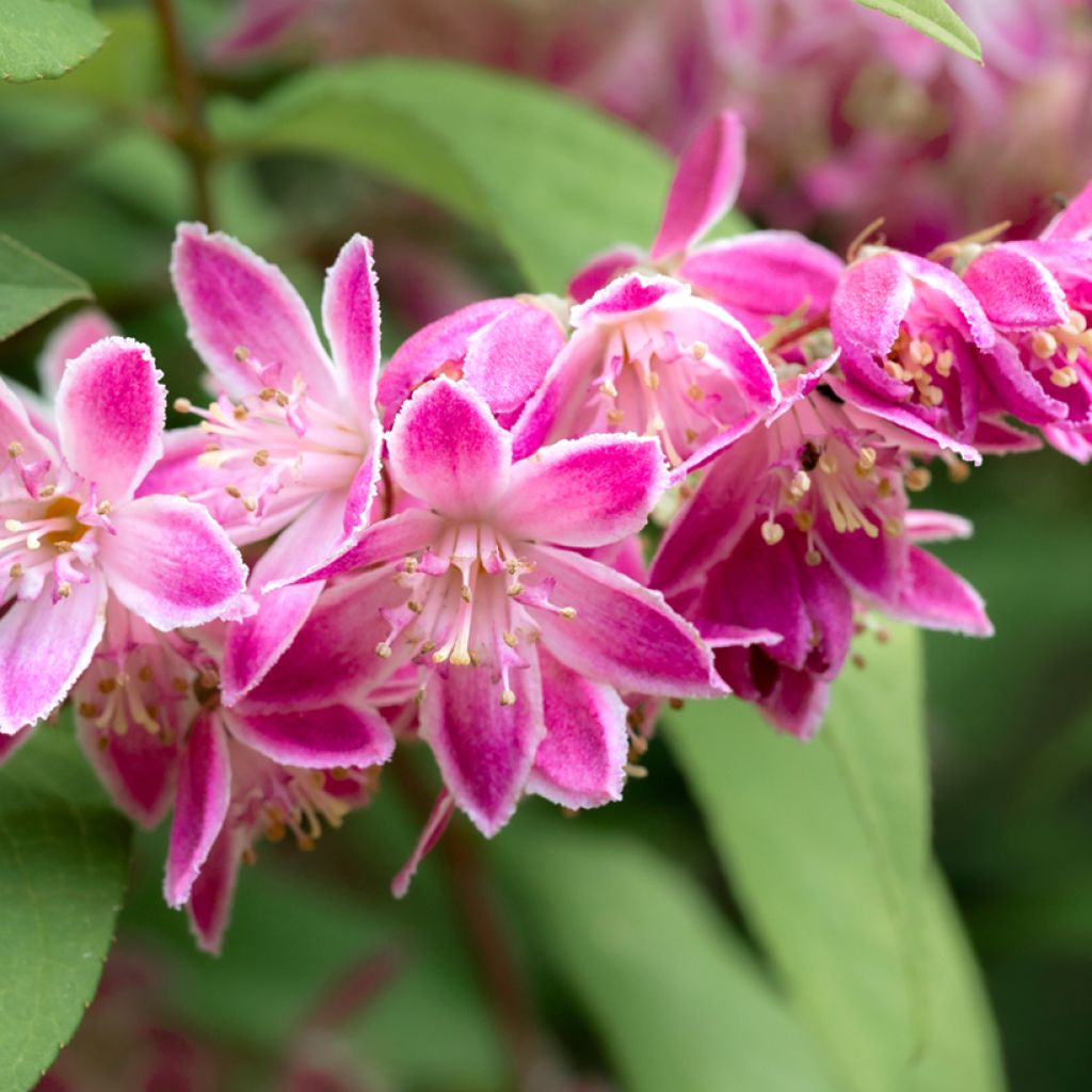 Deutzia Strawberry Fields