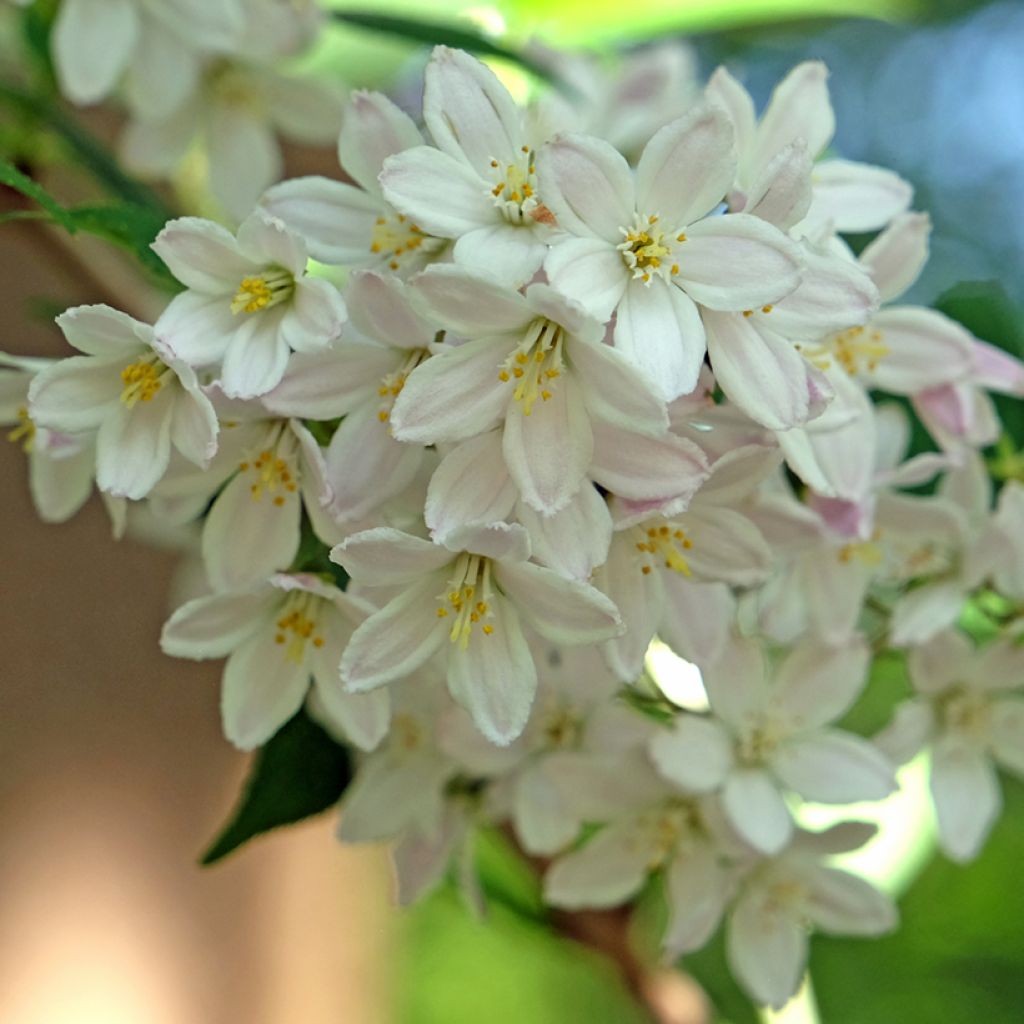 Deutzia × lemoinei