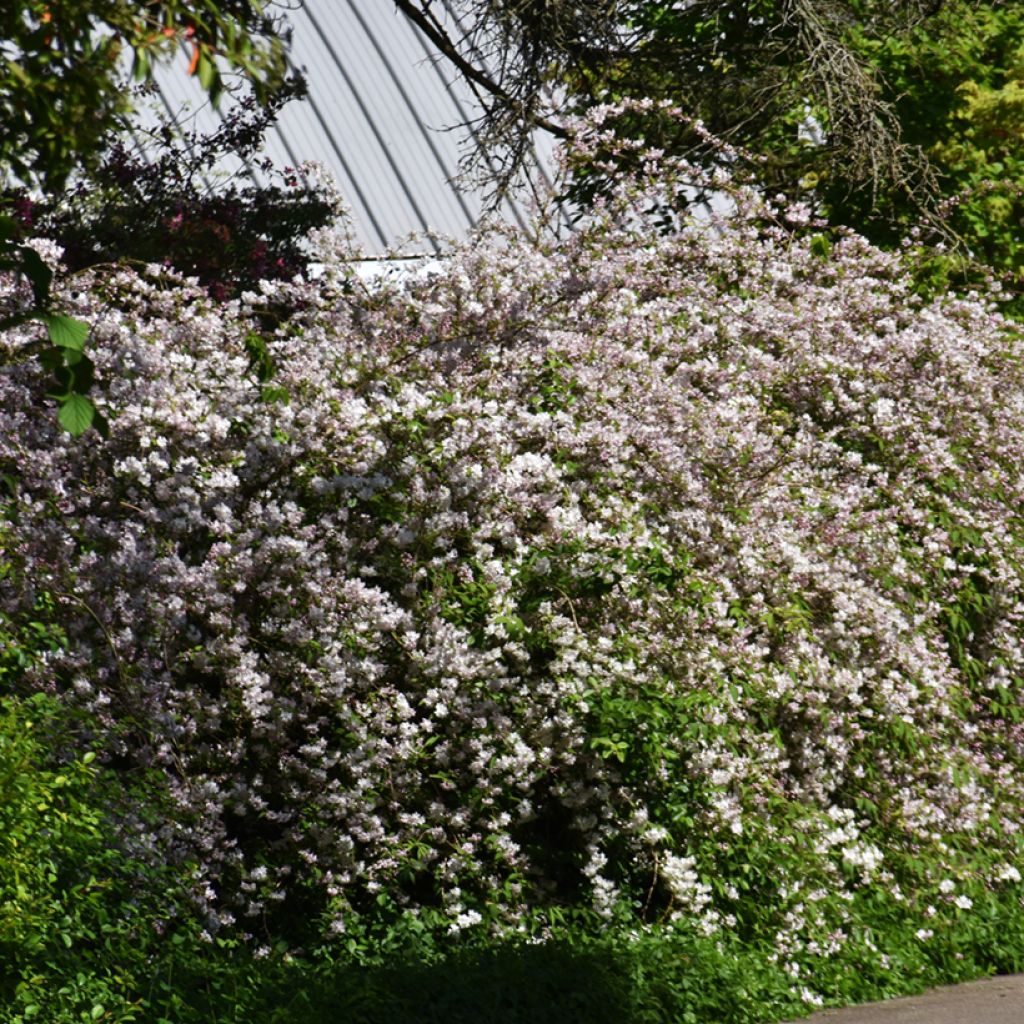 Deutzia rosea Campanulata