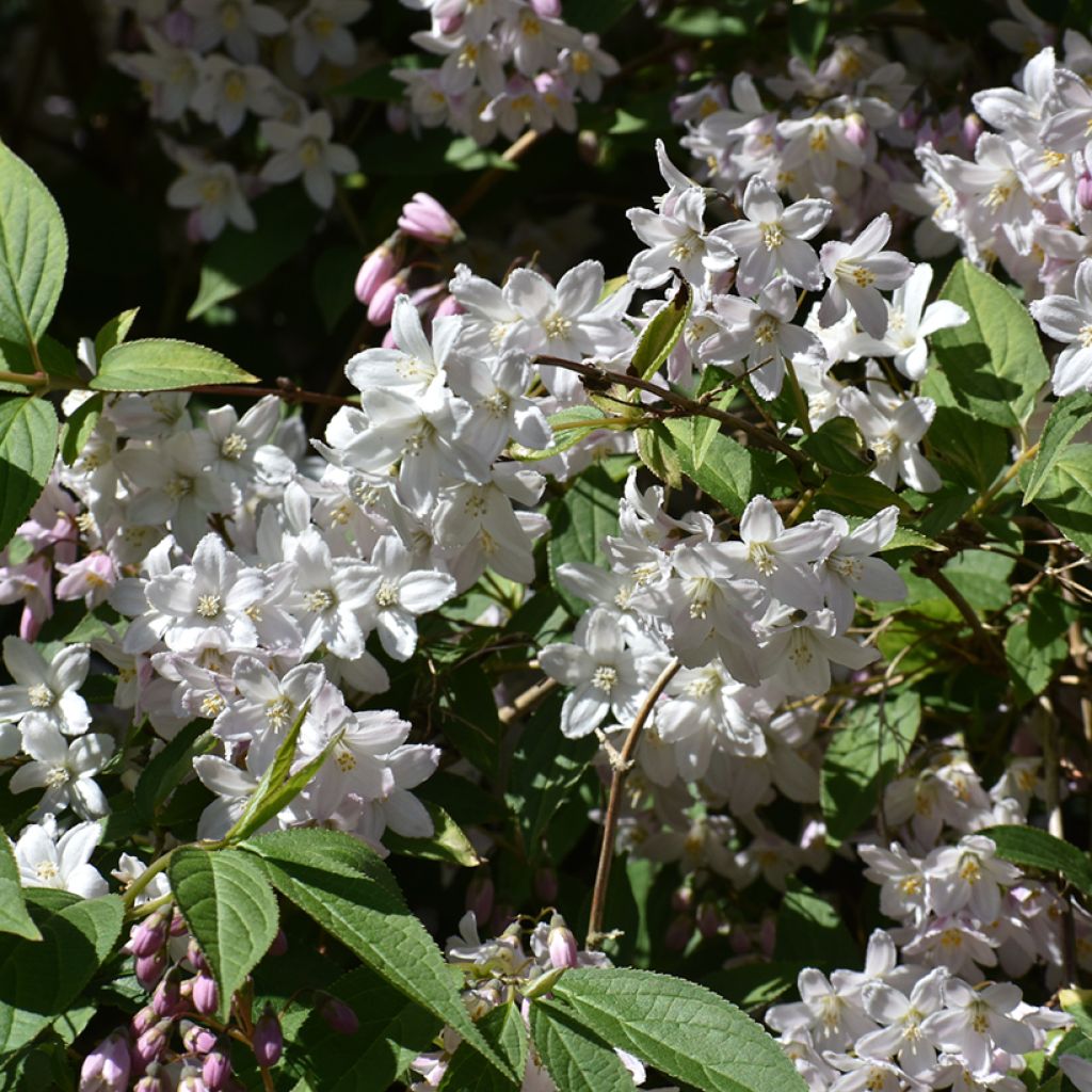 Deutzia rosea Campanulata
