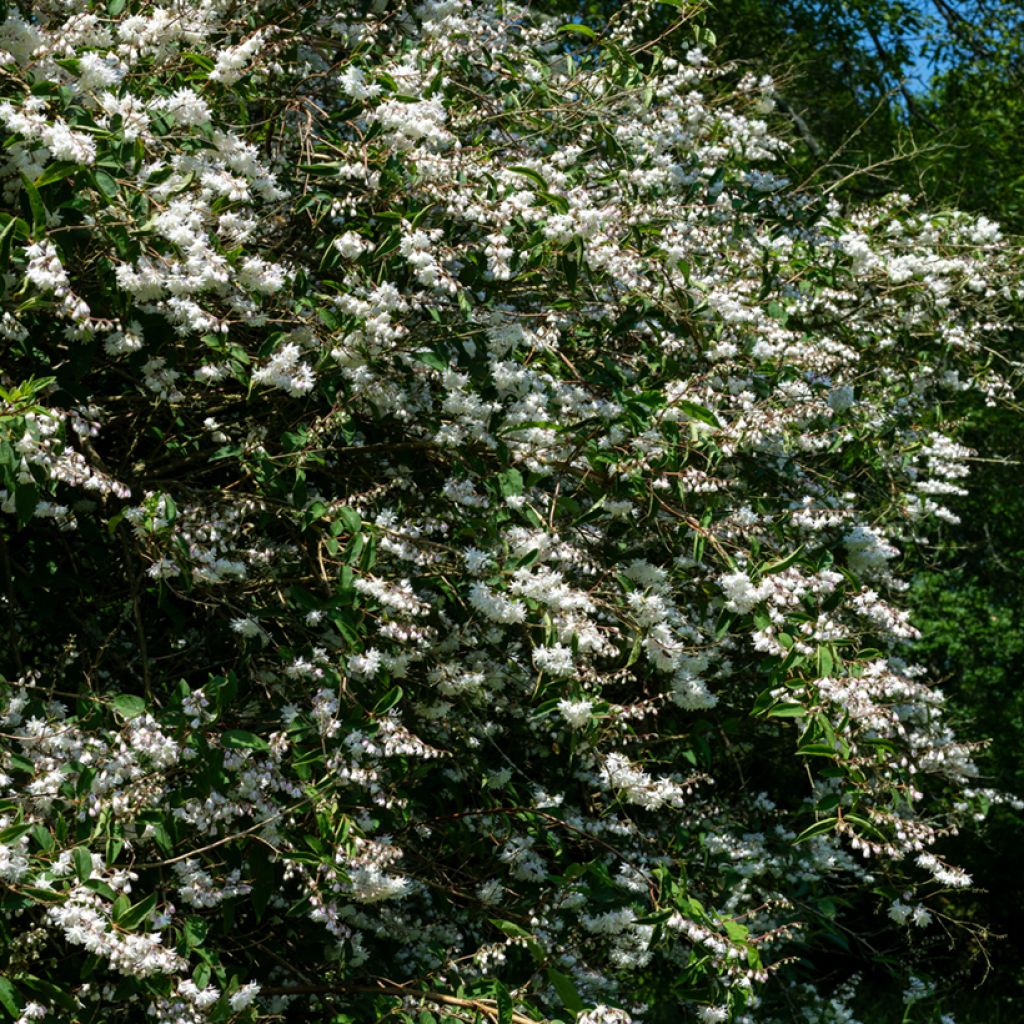Deutzia scabra Codsall Pink