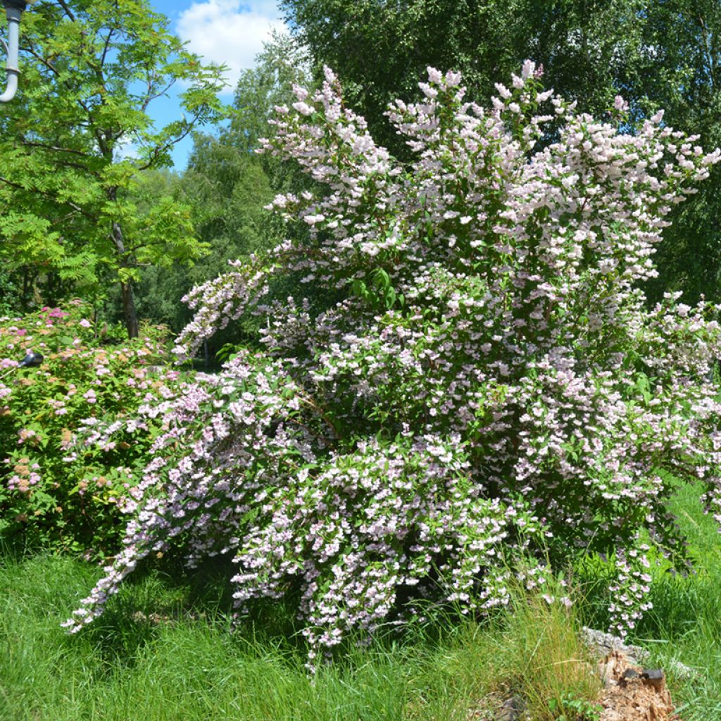 Deutzia scabra Codsall Pink