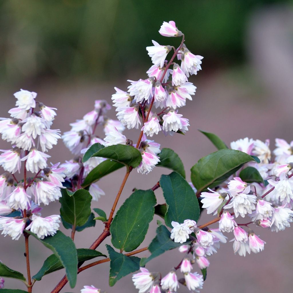 Deutzia scabra Plena