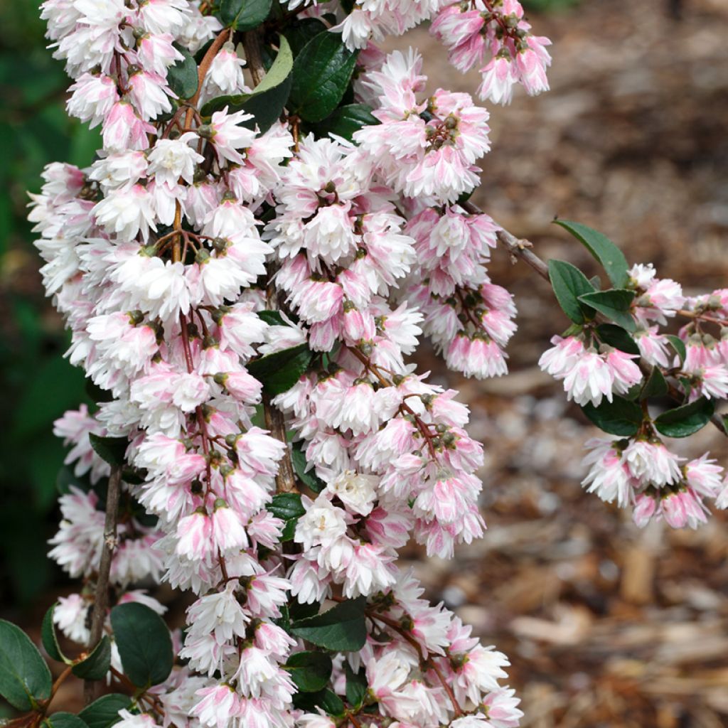 Deutzia scabra Plena