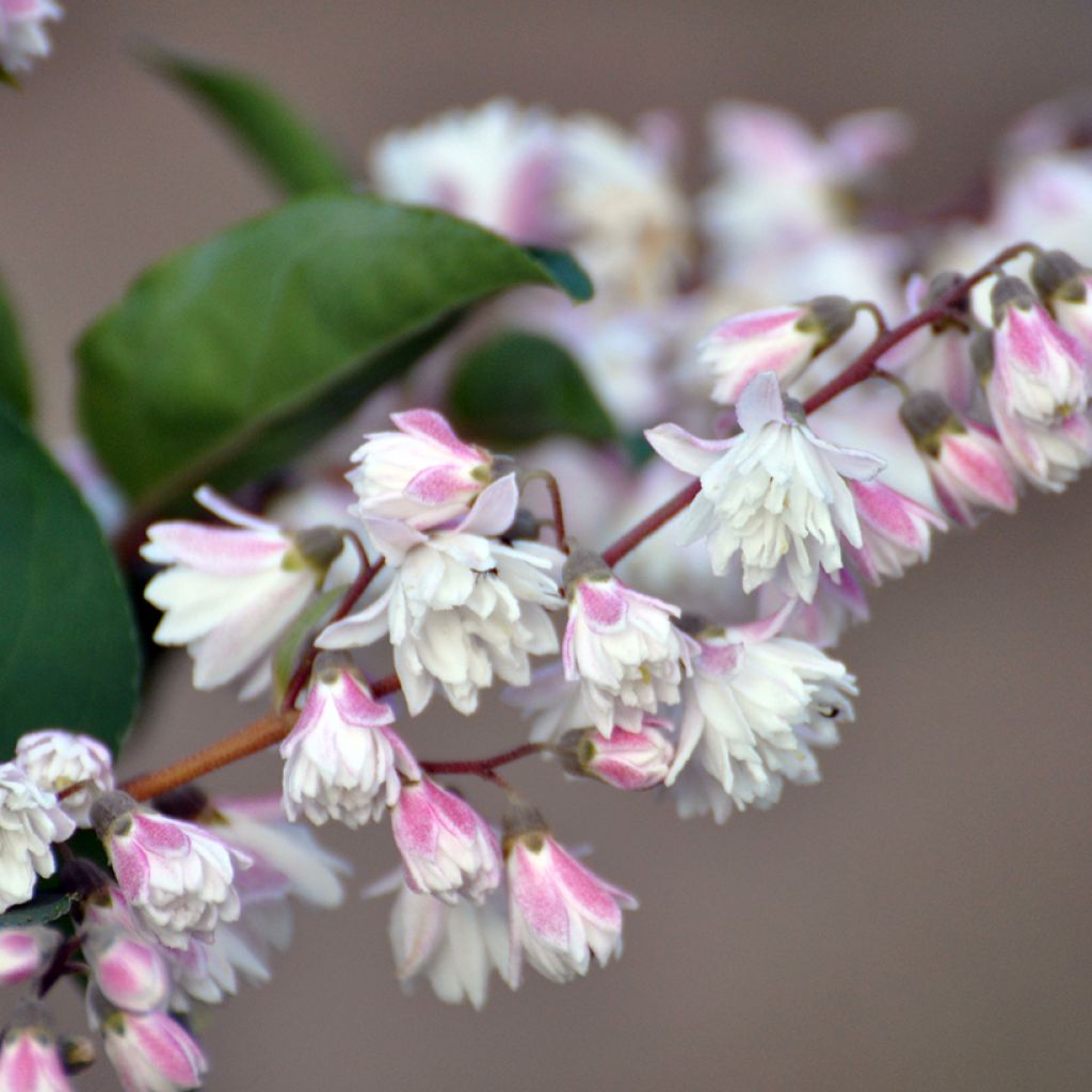 Deutzia scabra Plena