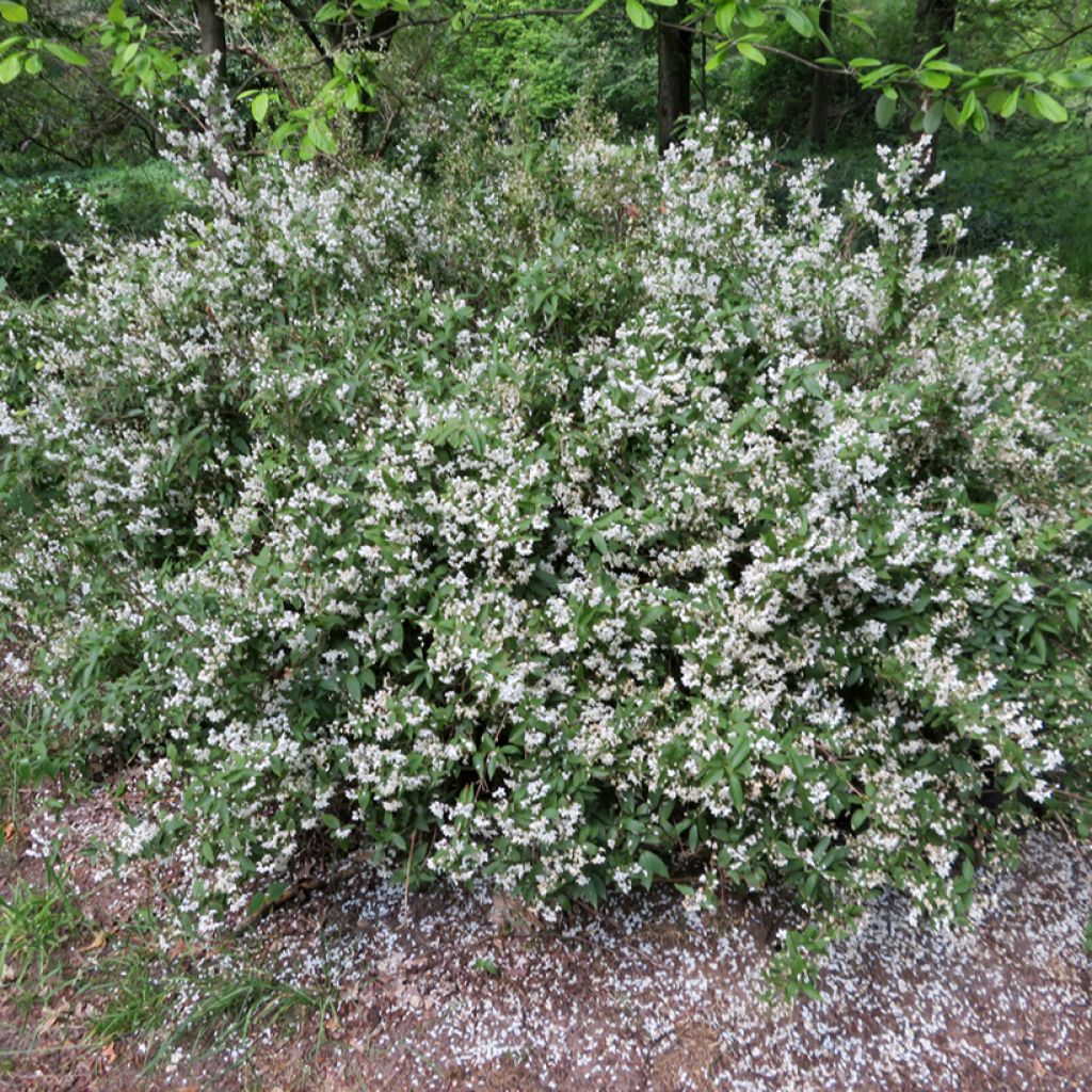 Deutzia × lemoinei