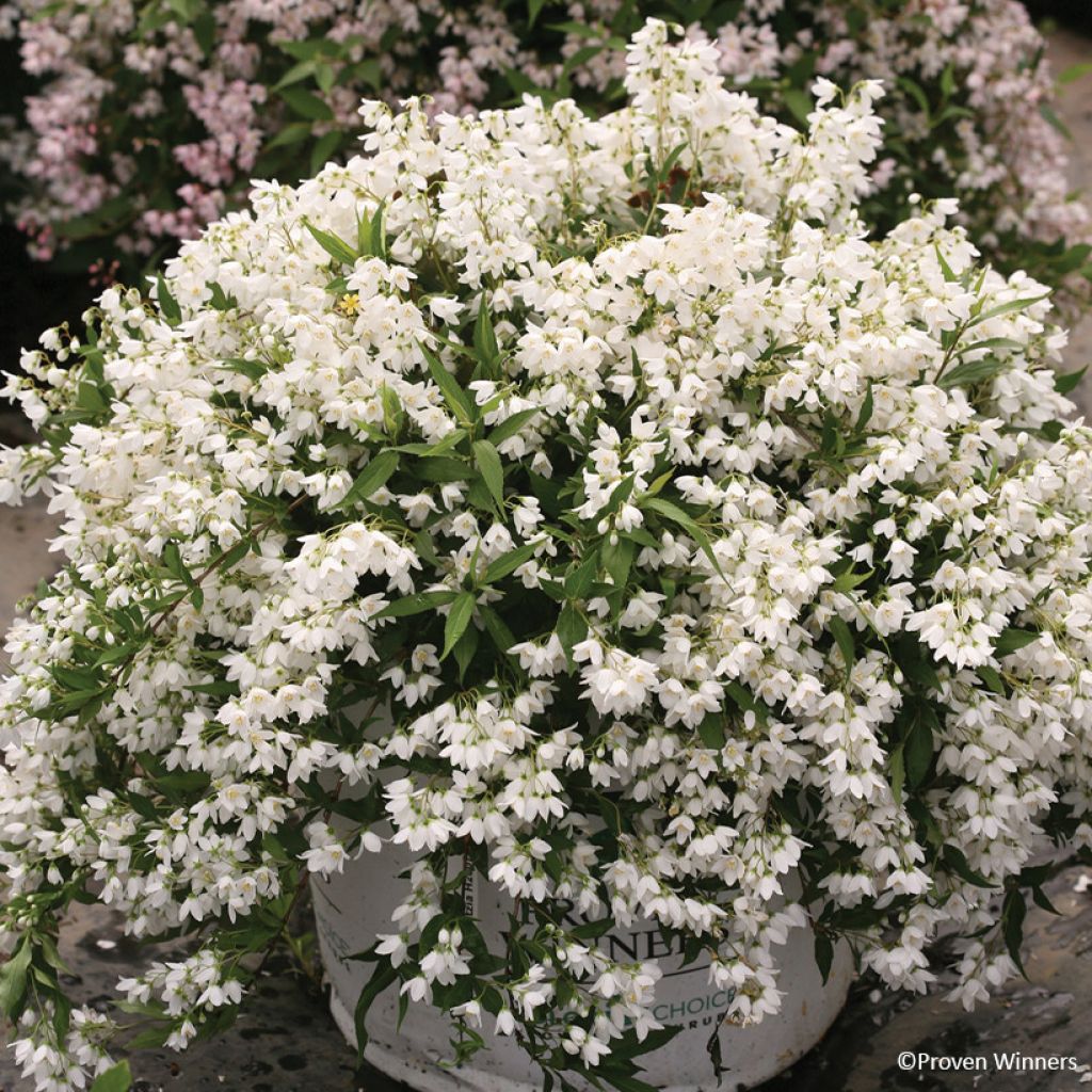 Deutzia Yuki Snowflake