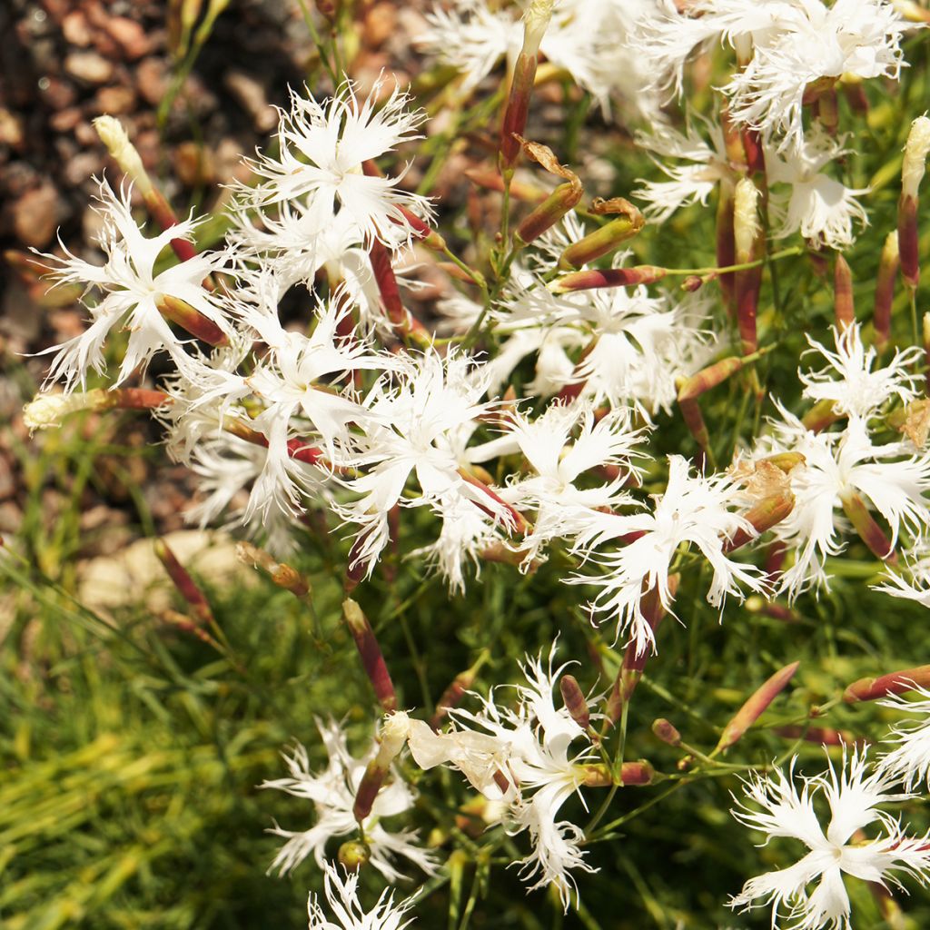 Dianthus arenarius