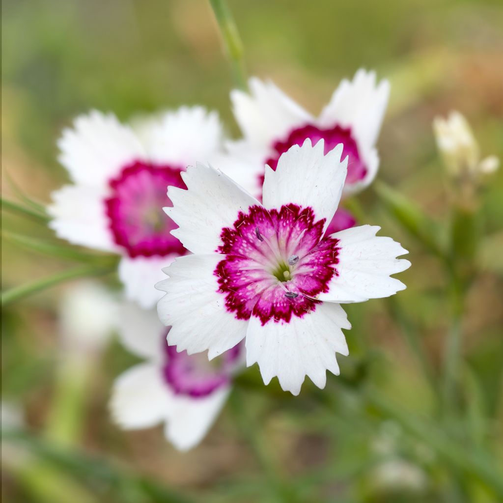 Dianthus deltoides Albiflorus