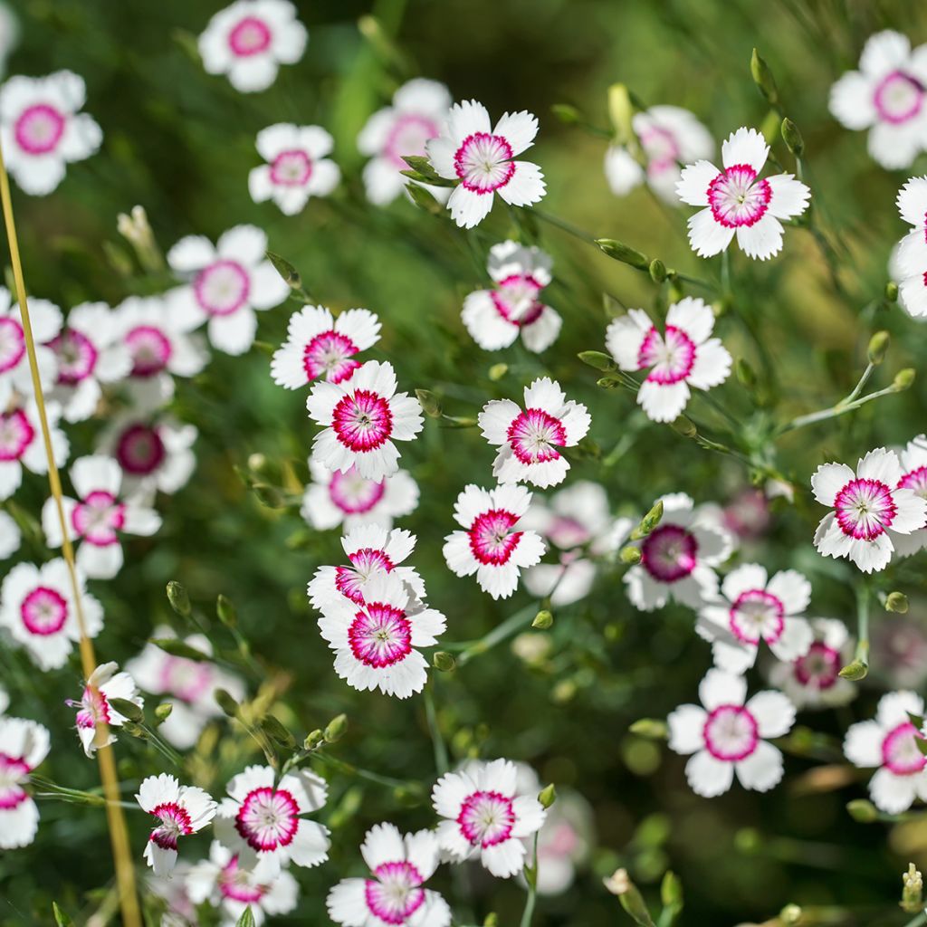 Dianthus deltoides Albiflorus