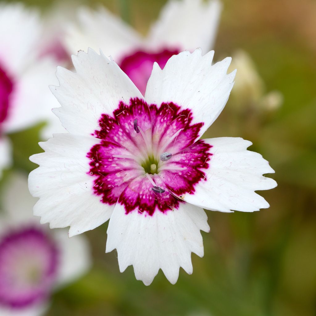 Dianthus deltoides Albiflorus