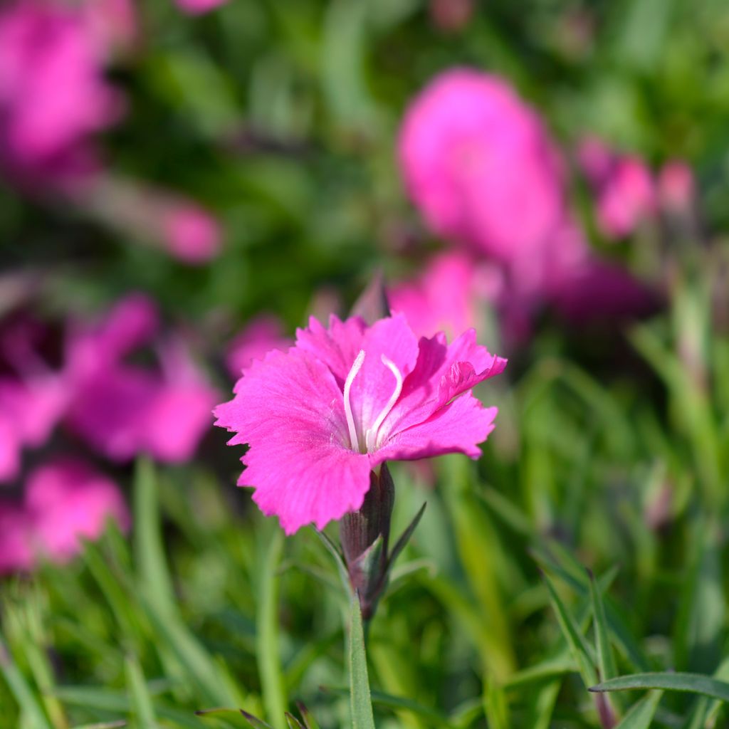 Dianthus gratianopolitanus Kahori