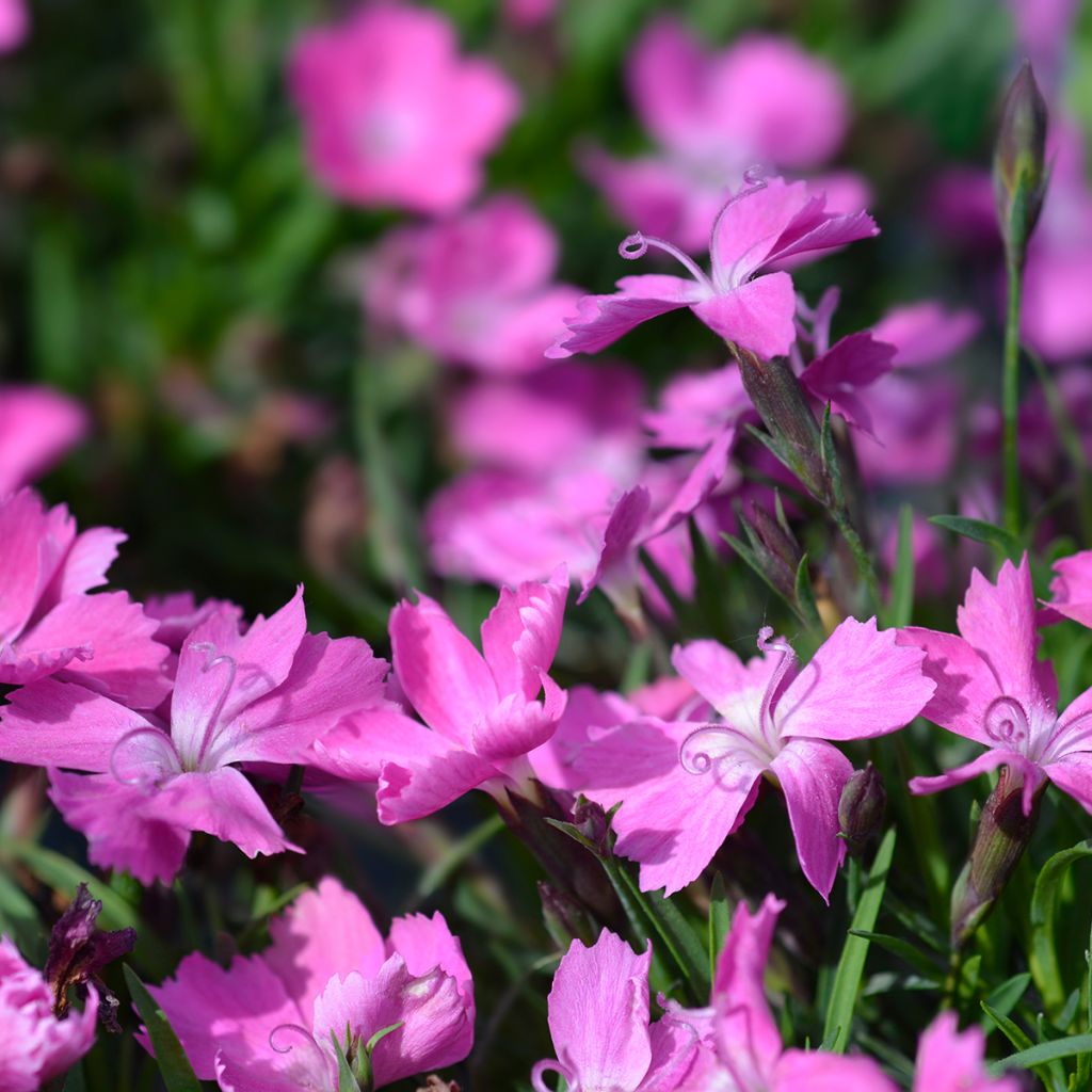 Dianthus gratianopolitanus Kahori
