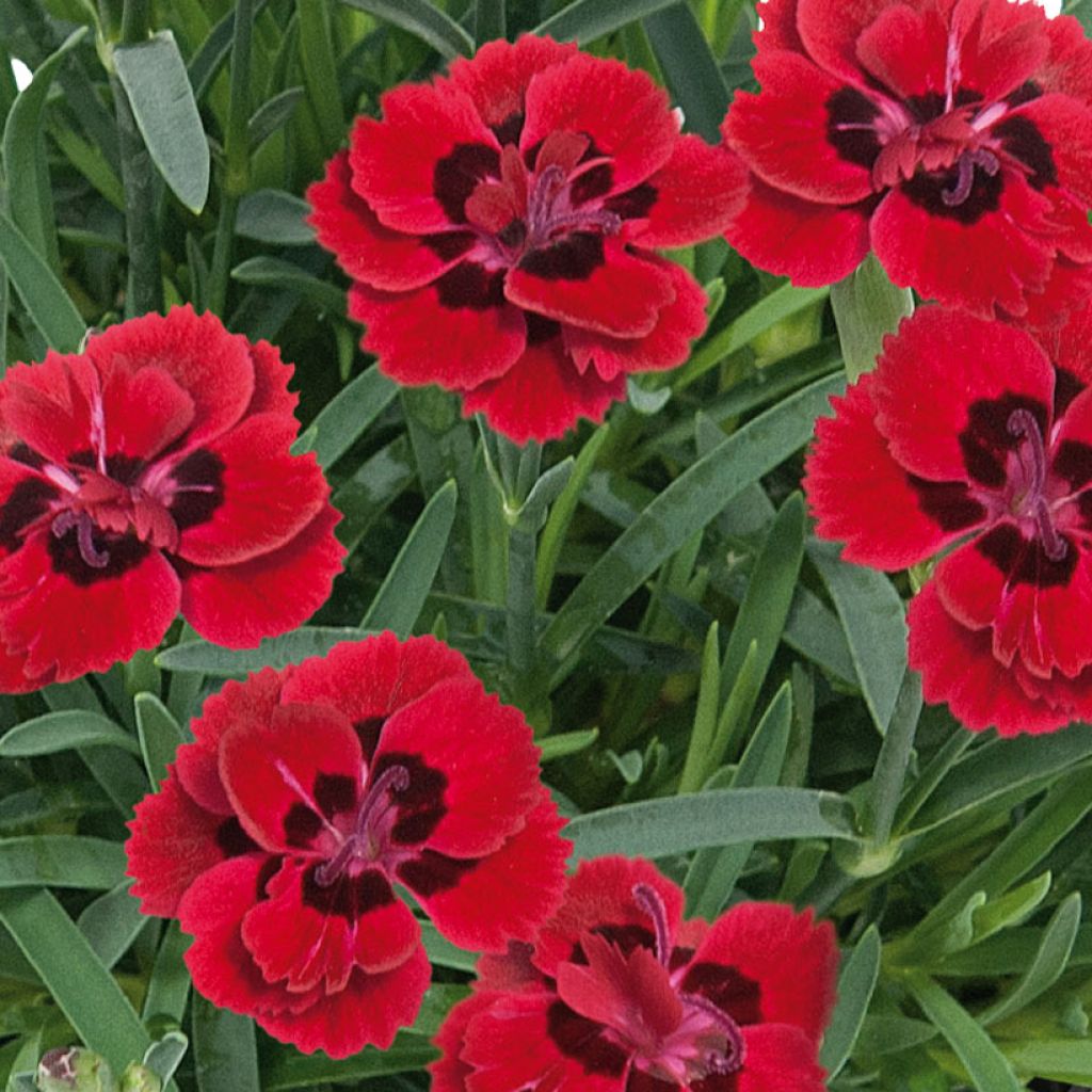 Dianthus Merci Fleuri