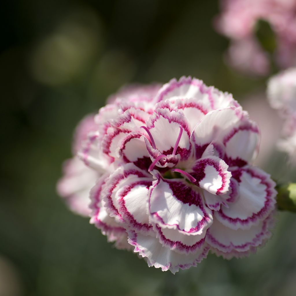 Dianthus plumarius Gran's Favorite