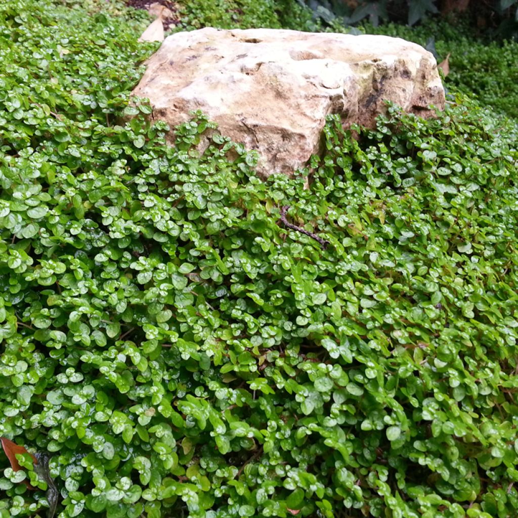 Dichondra repens TURFLINE em sementes