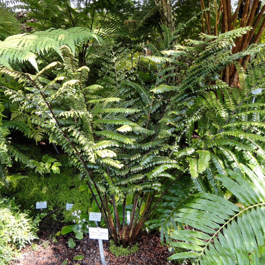 Didymochlaena truncatula