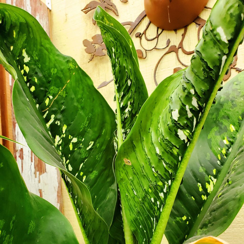 Dieffenbachia seguine Crocodile
