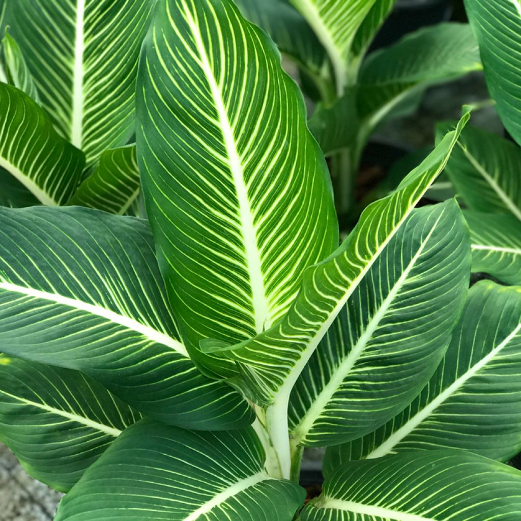 Dieffenbachia Sterling