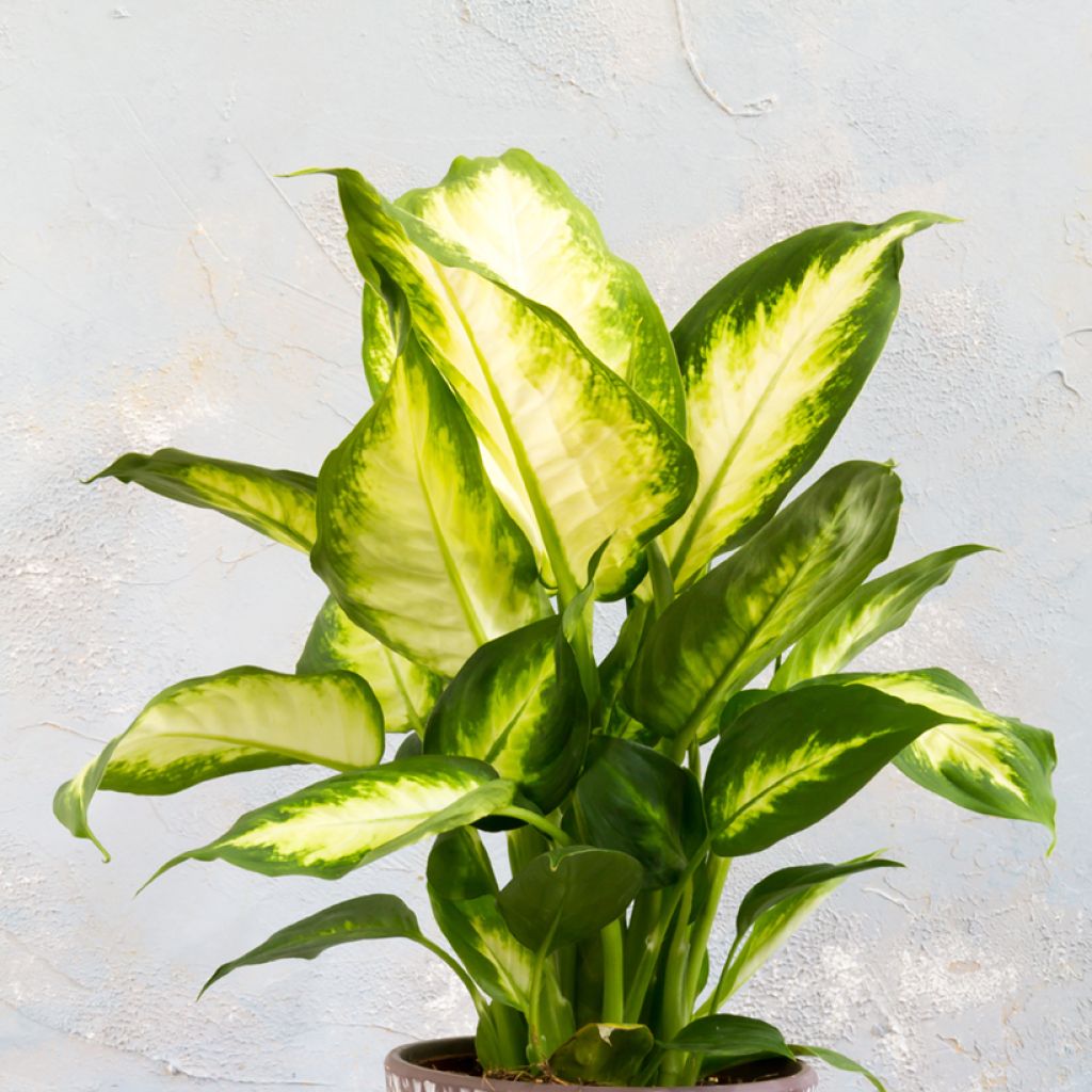 Dieffenbachia seguine Camilla