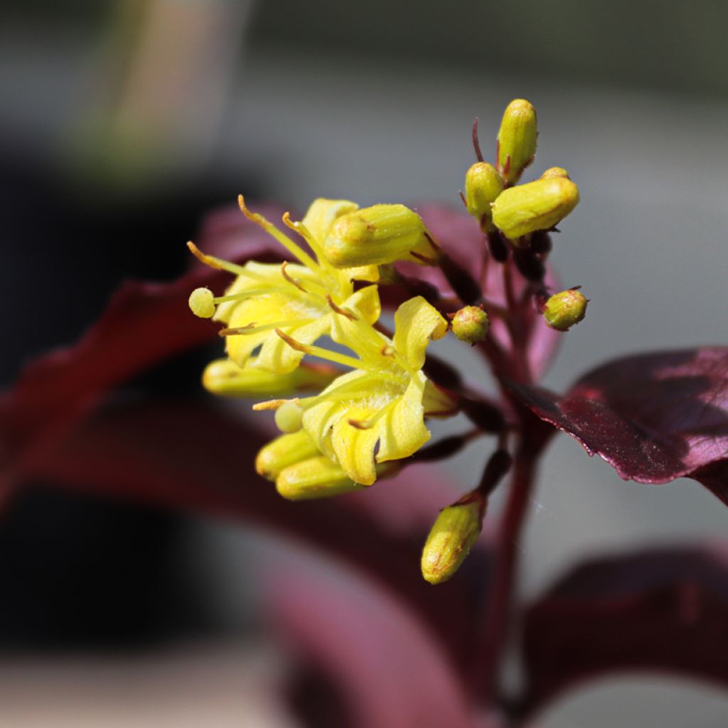 Diervilla rivularis Troja Black