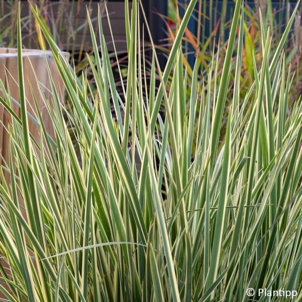 Dietes bicolor Milky Way