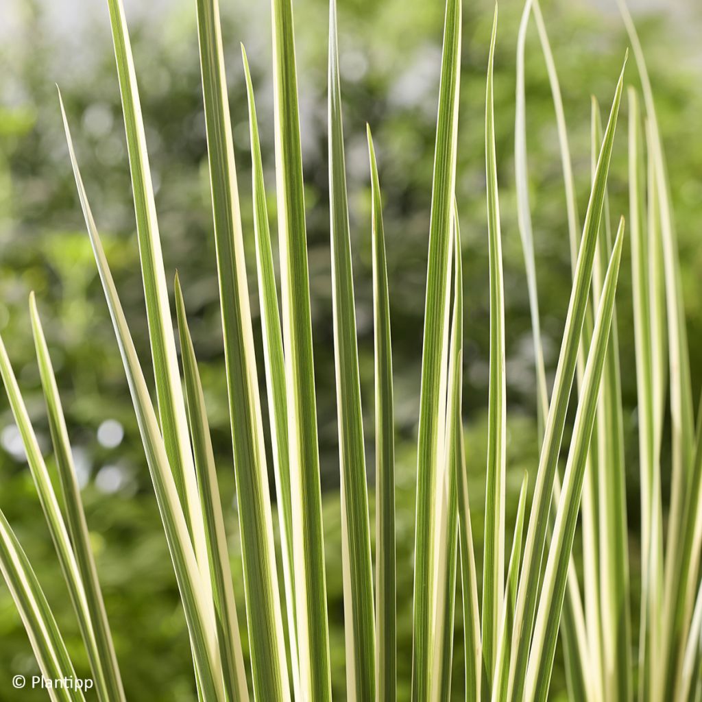 Dietes bicolor Milky Way