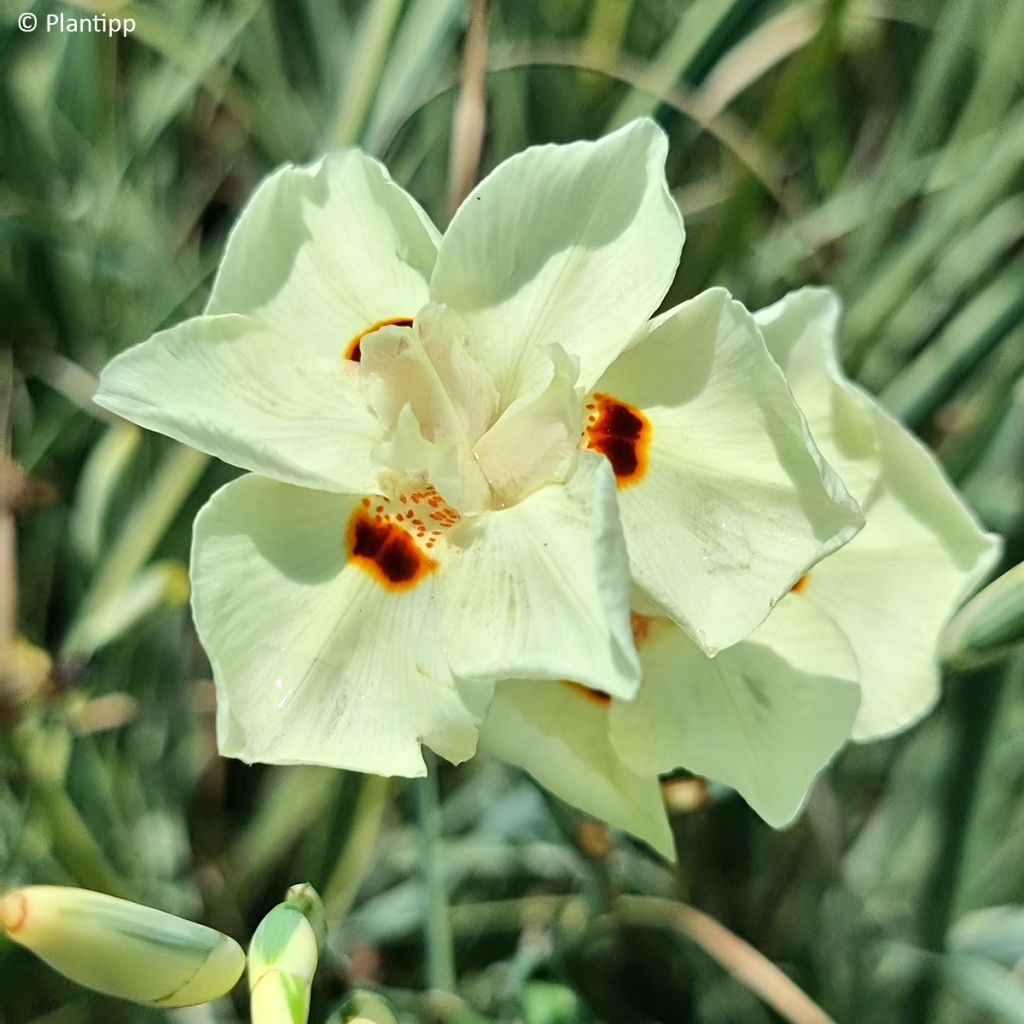 Dietes bicolor Milky Way