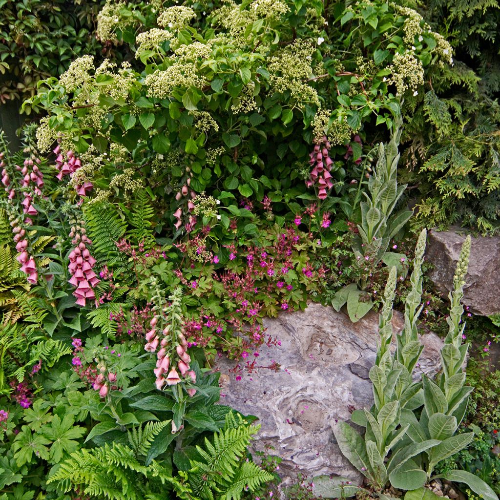 Digitalis × mertonensis