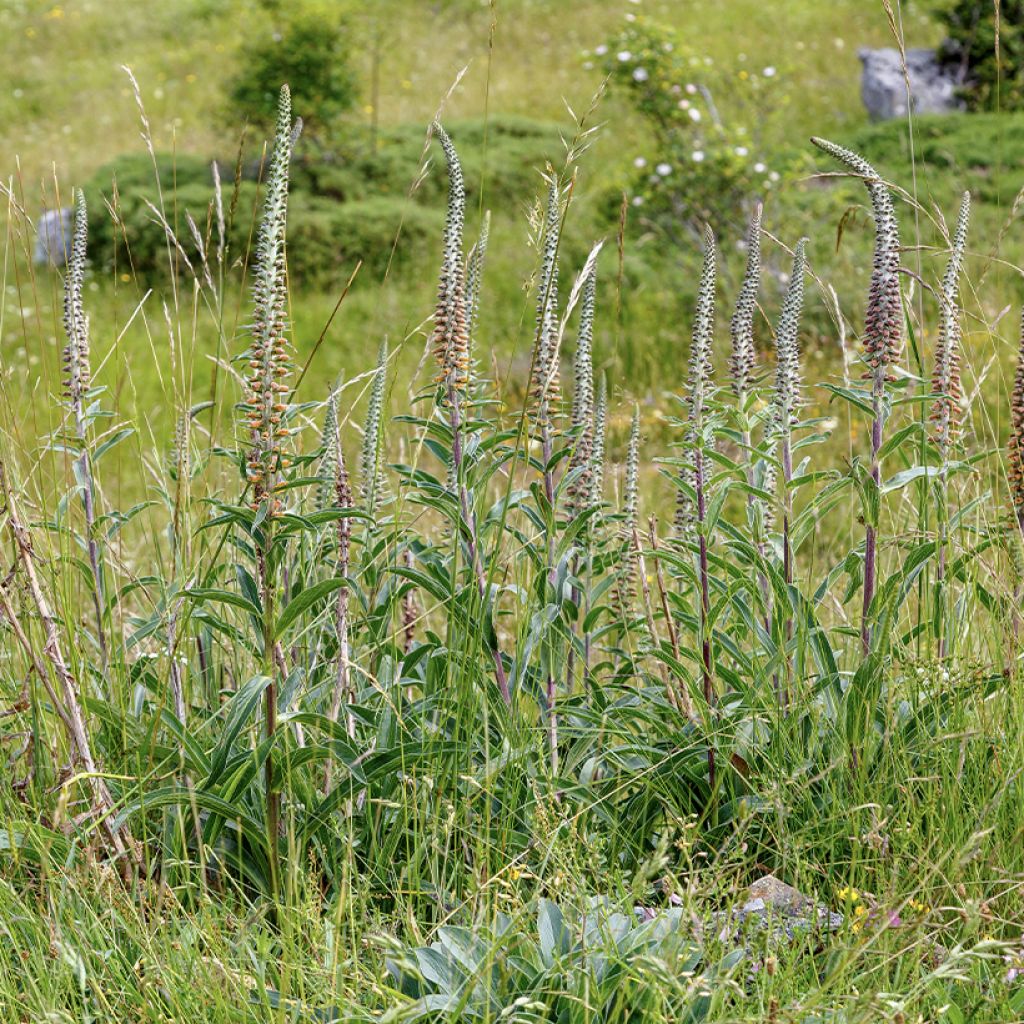 Digitalis parviflora