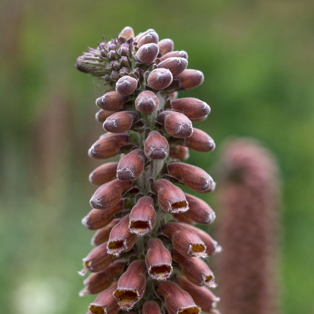 Digitalis parviflora
