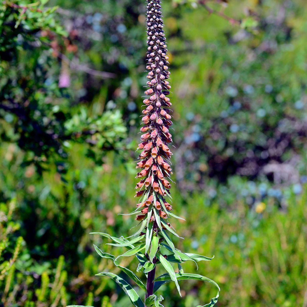 Digitalis parviflora