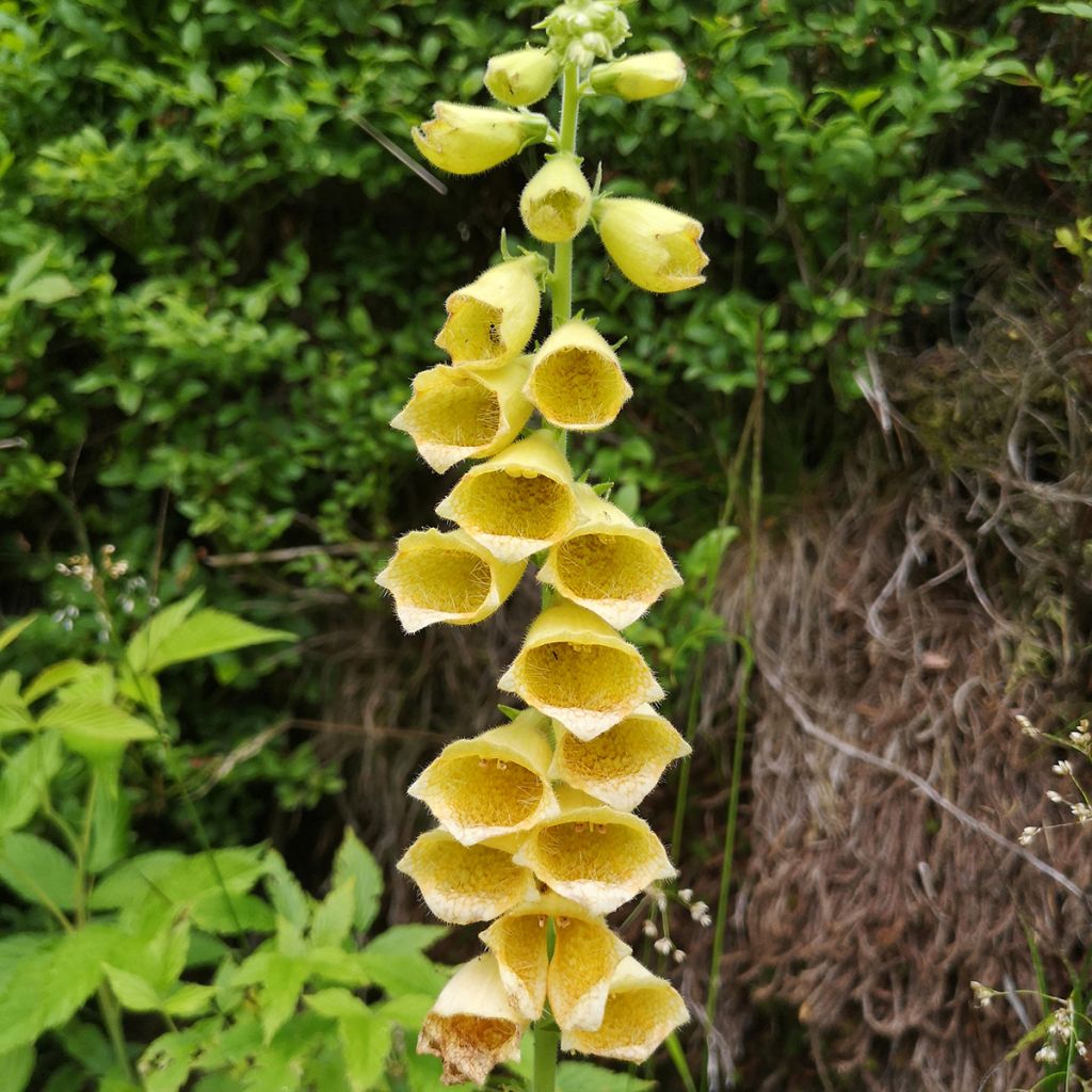 Digitalis grandiflora