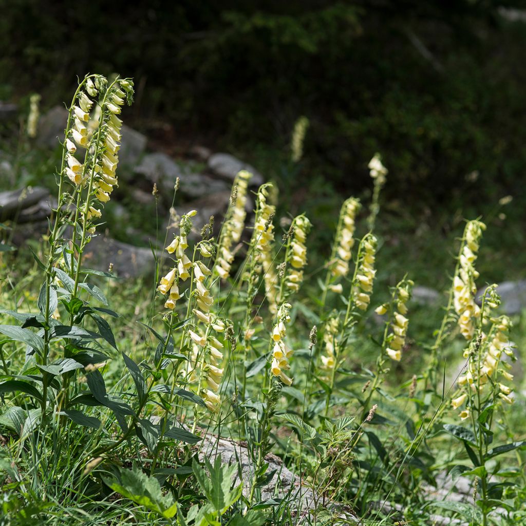 Digitalis grandiflora